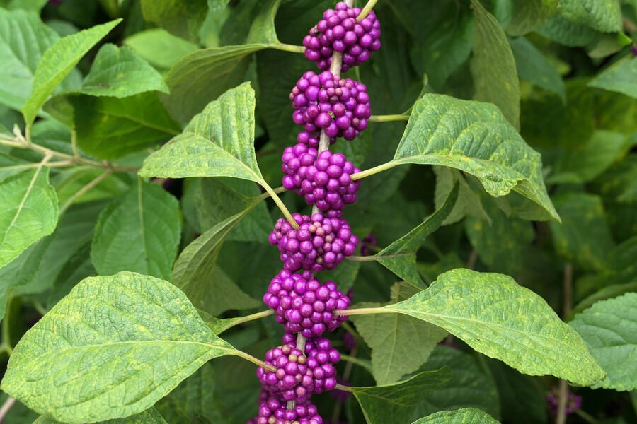 My Pollinator Pal Clusters of bright purple berries along a beautyberry stem.