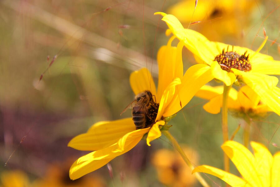 My Pollinator Pal A bee on a bright yellow narrow-leaf sunflower.