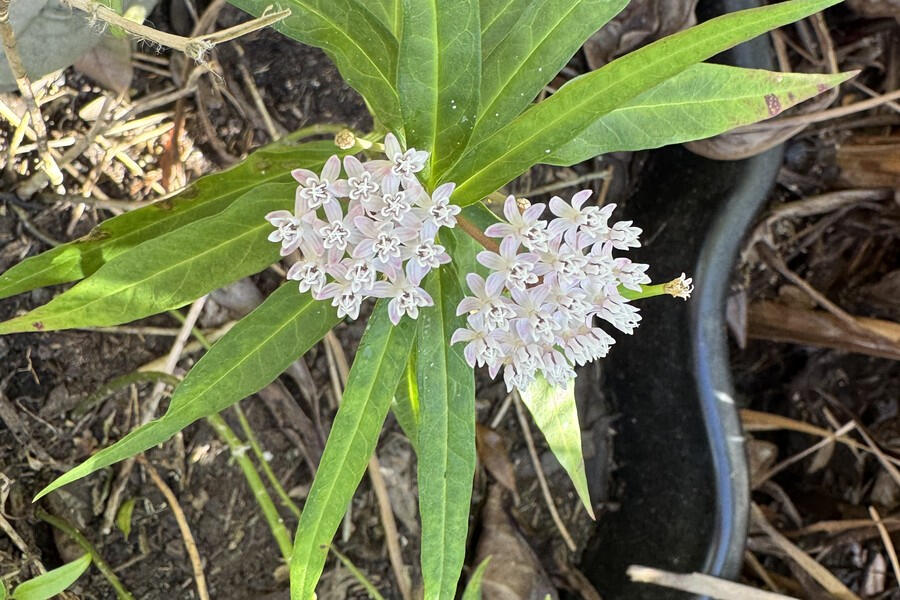 My Pollinator Pal White aquatic milkweed flowers with pink tips and narrow green leaves.