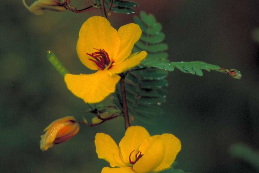 Yellow partridge pea flowers with red centers and feathery leaves.