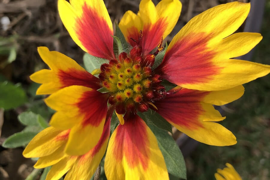 A red and yellow blanket flower.
