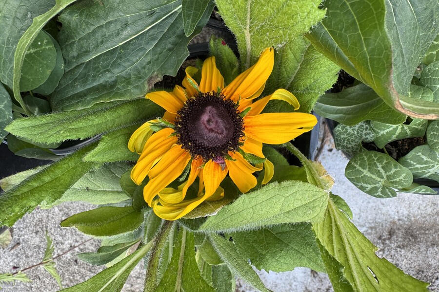A black-eyed Susan with orange-yellow petals and a dark center.